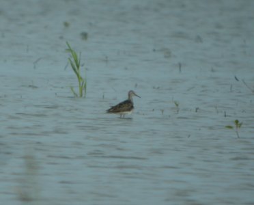 DSCN7513 c Lesser Yellowlegs Whispering Willows Bourbonnais IL 7-1-2015