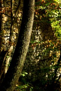 Sony Alpha A230 with Helios-44-2 - Amongst the Ruins of Blansek Castle 01