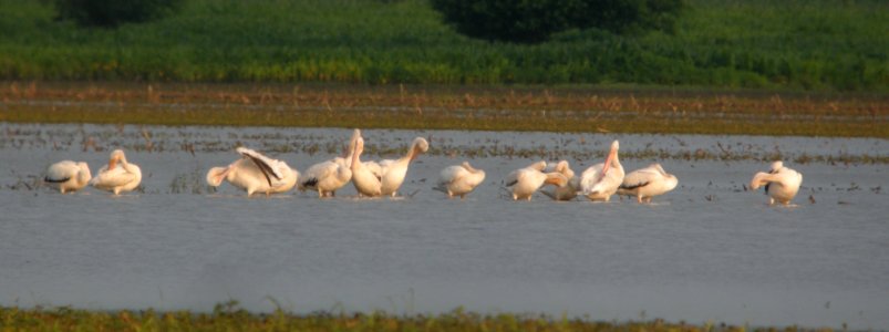 DSCN7440 c American White Pelican Whispering Willows Bourbonnais IL 7-1-2015