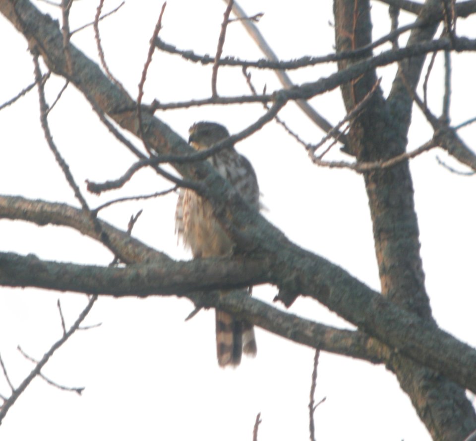 DSCN7553 c Sharp-shinned Hawk Pembroke Twp Kankakee Co IL 7-4-2015