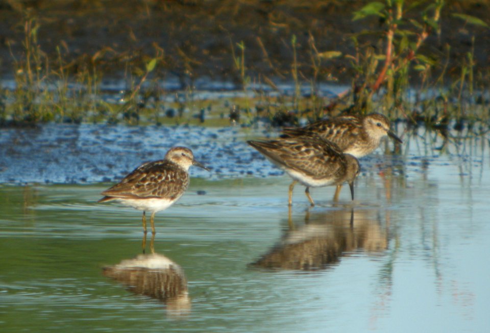 DSCN7761 c Least Sandpiper Whispering Willows Kankakee Co IL 8-1-2015