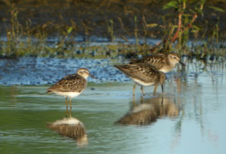 DSCN7761 c Least Sandpiper Whispering Willows Kankakee Co IL 8-1-2015