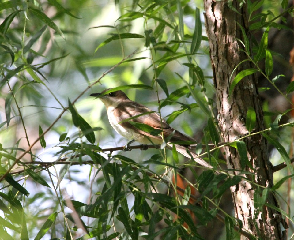 IMG 0943 c Black-billed Cuckoo Whispering Willows Kankakee Co IL 8-6-2015
