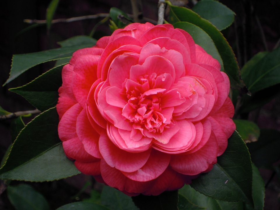 Camellia red Free photos