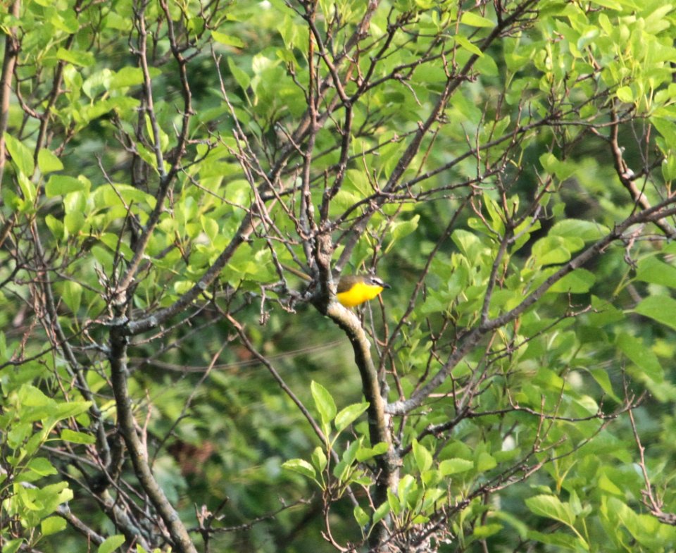 IMG 0264 c Yellow-breasted Chat Pembroke Twp Kankakee Co IL 7-4-2015