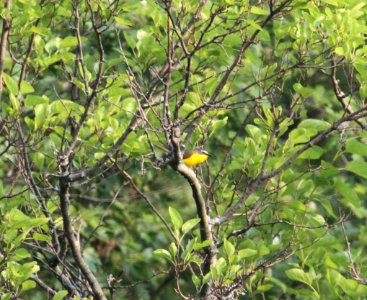 IMG 0264 c Yellow-breasted Chat Pembroke Twp Kankakee Co IL 7-4-2015