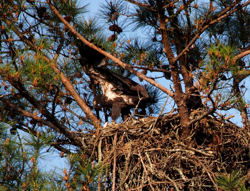 Young Eagle at Berry College