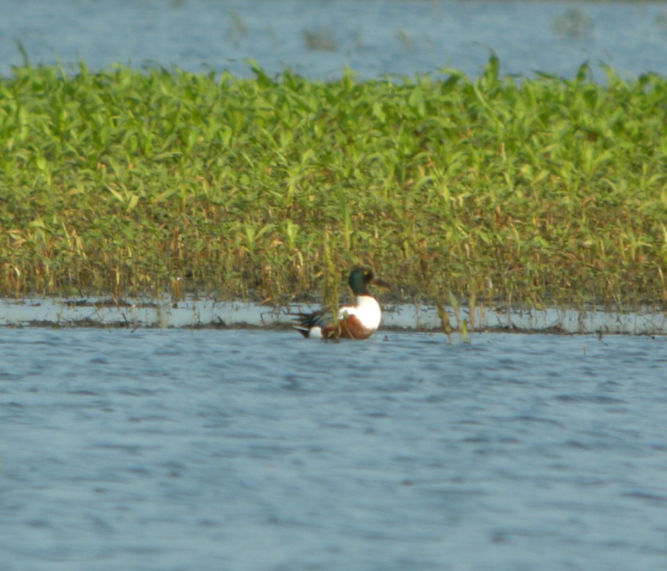 DSCN7490 c Northern Shoveler Whispering Willows Bourbonnais IL 7-1-2015