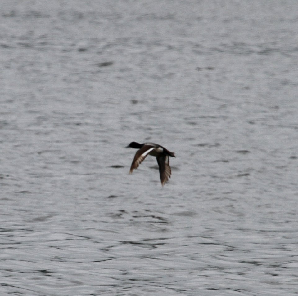 IMG 0008 c Lesser Scaup Willow Slough FWA IN 6-19-2015