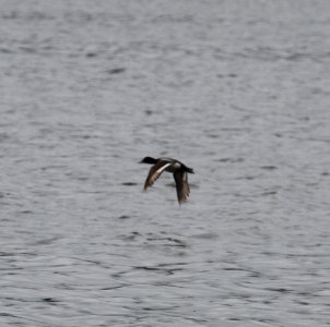 IMG 0008 c Lesser Scaup Willow Slough FWA IN 6-19-2015