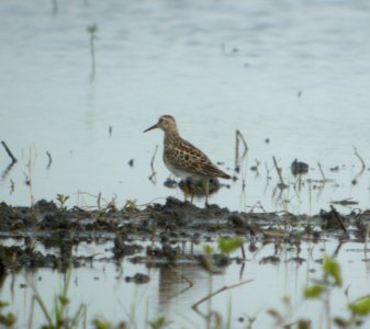 DSCN7588 c Pectoral Sandpiper Whispering Willows Bourbonnais IL 7-11-2015