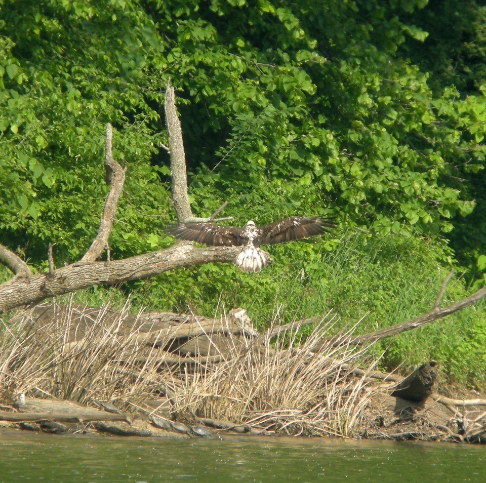 DSCN7019 c Bald Eagle Kankakee IL 5-27-2015