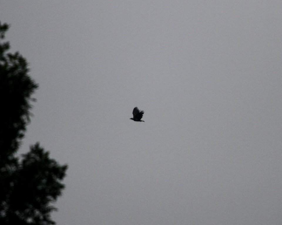 IMG 0401 c Bald Eagle Whispering Willows Bourbonnais IL 7-9-2015