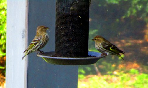 IMG 1475 c Pine Siskin Kankakee IL 4-29-2015
