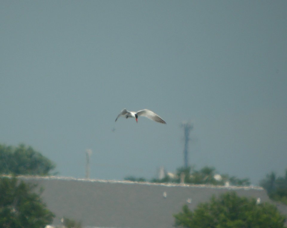 DSCN7510 c Caspian Tern Whispering Willows Bourbonnais IL 7-1-2015
