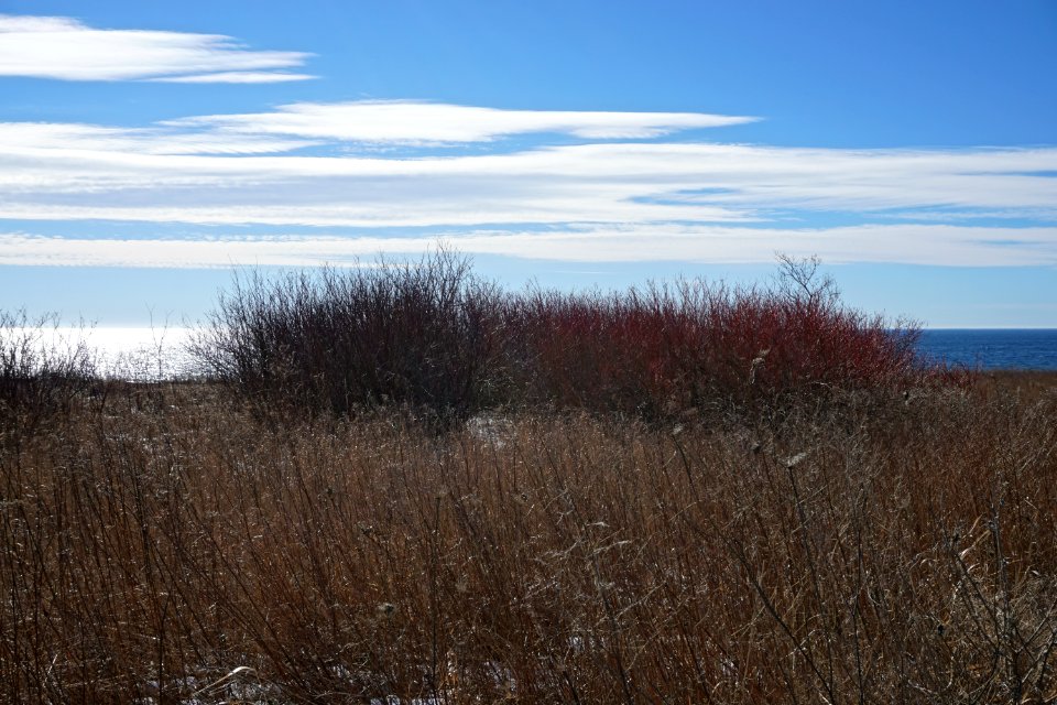 Field in Pickering, Ontario, with Lake Ontario in the background