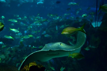 animal: sealife