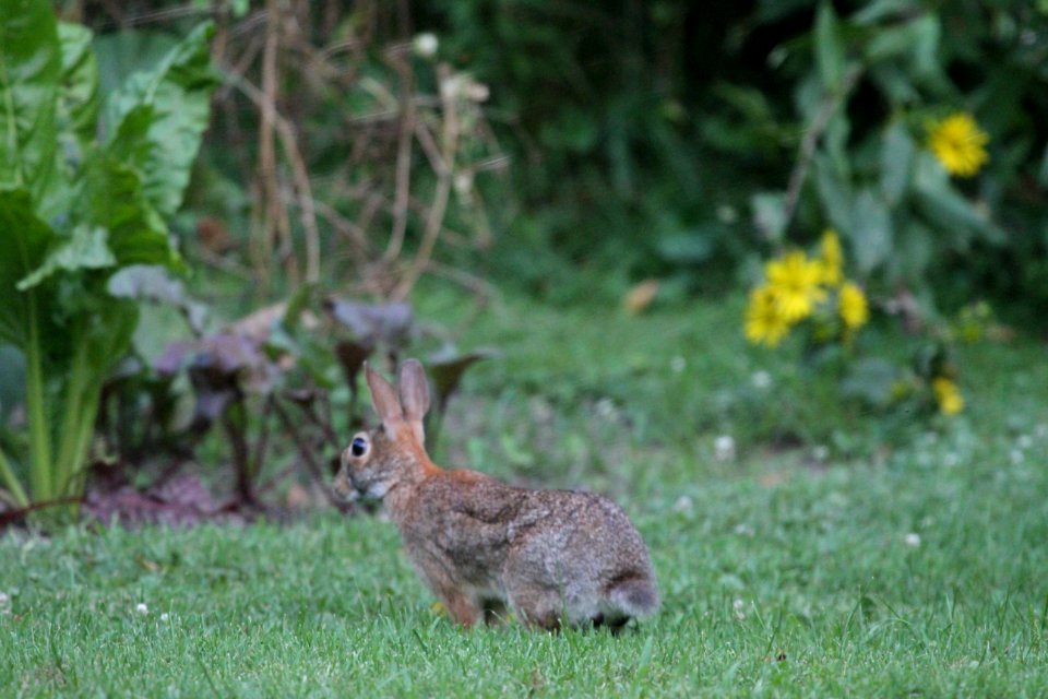 IMG 0913 E. Cottontail Hse Kankakee IL 8-4-2015