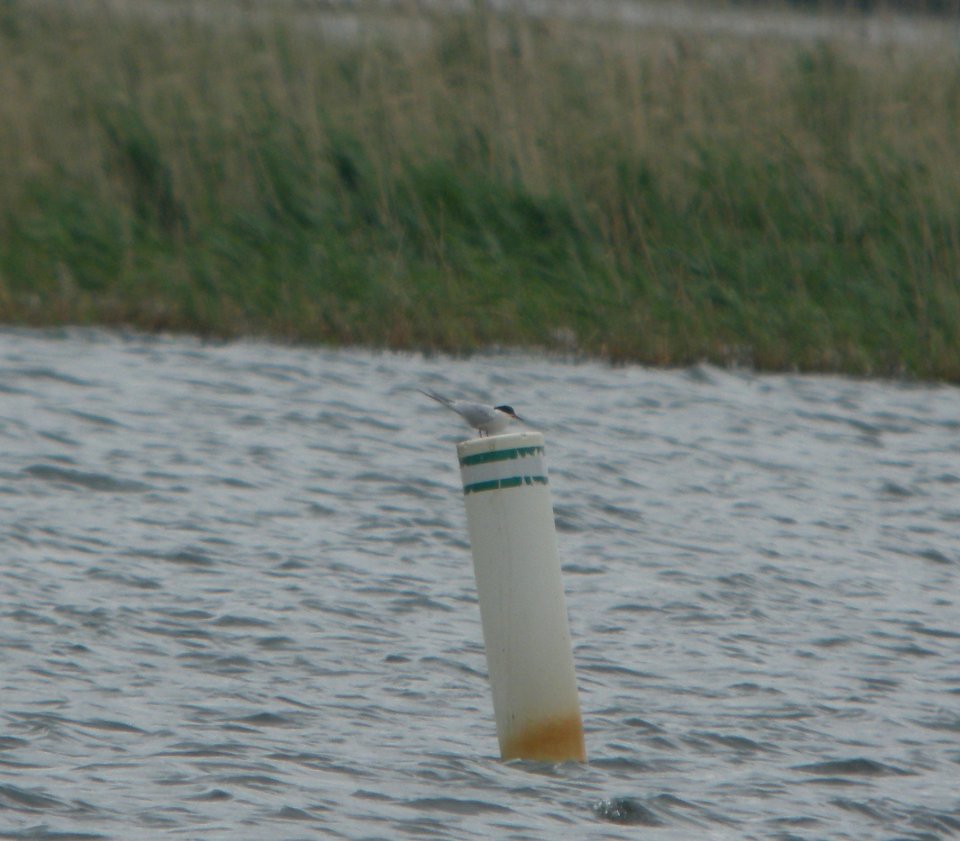 DSCN6825 c Forster's Tern Willow Slough FWA IN 5-17-2015