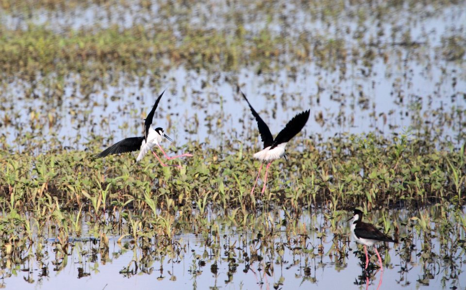 IMG 0071 c Black-necked Stilt Whispering Willows Bourbonnais IL 6-28-2015