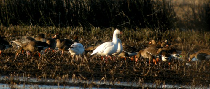 DSCN6062 c Snow Goose Greater White-fronted Goose TNC Kankakeee Sands IN 3-30-2015