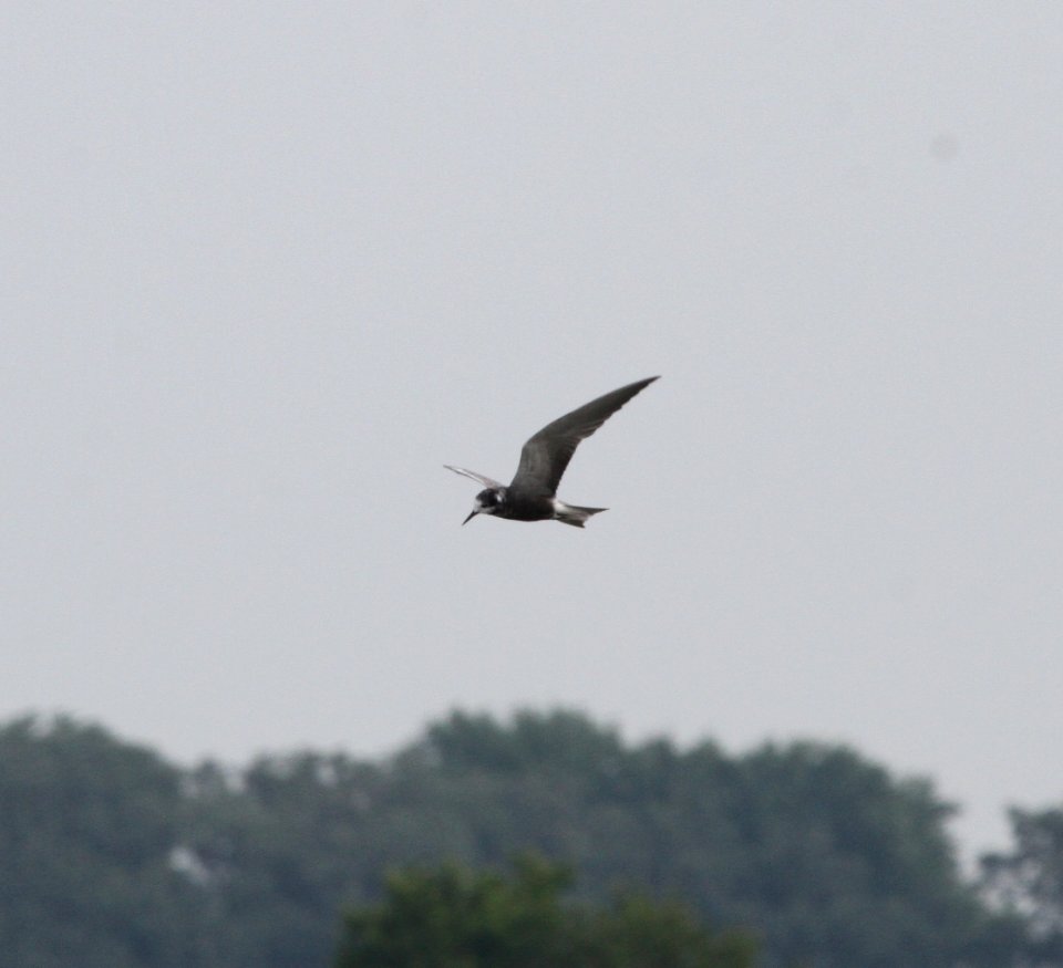 IMG 0472 c Black Tern Whispering Willows Bourbonnais IL 7-11-2015