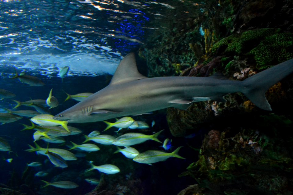 animal: sealife