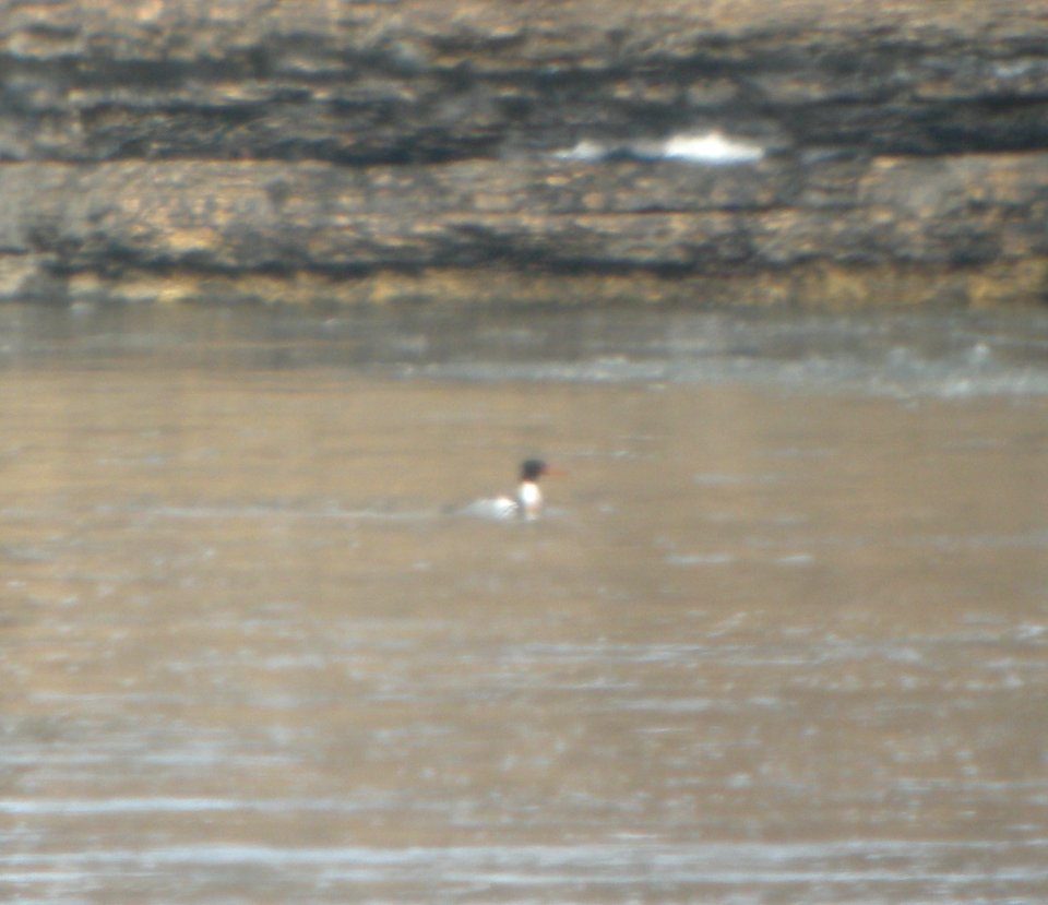 DSCN5626 c RB Merganser Kankakee River SP IL 2-25-2015