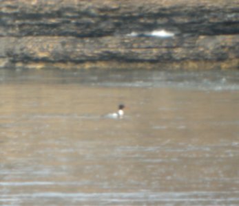 DSCN5626 c RB Merganser Kankakee River SP IL 2-25-2015