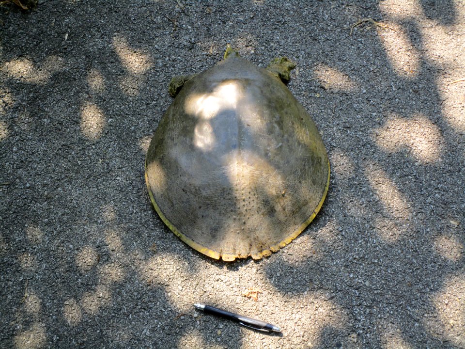 IMG 1671 Softshell Turtle Gar Creek River Trail Kankakee IL 6-9-2015