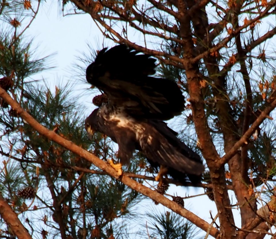 Young Eagle at Berry College