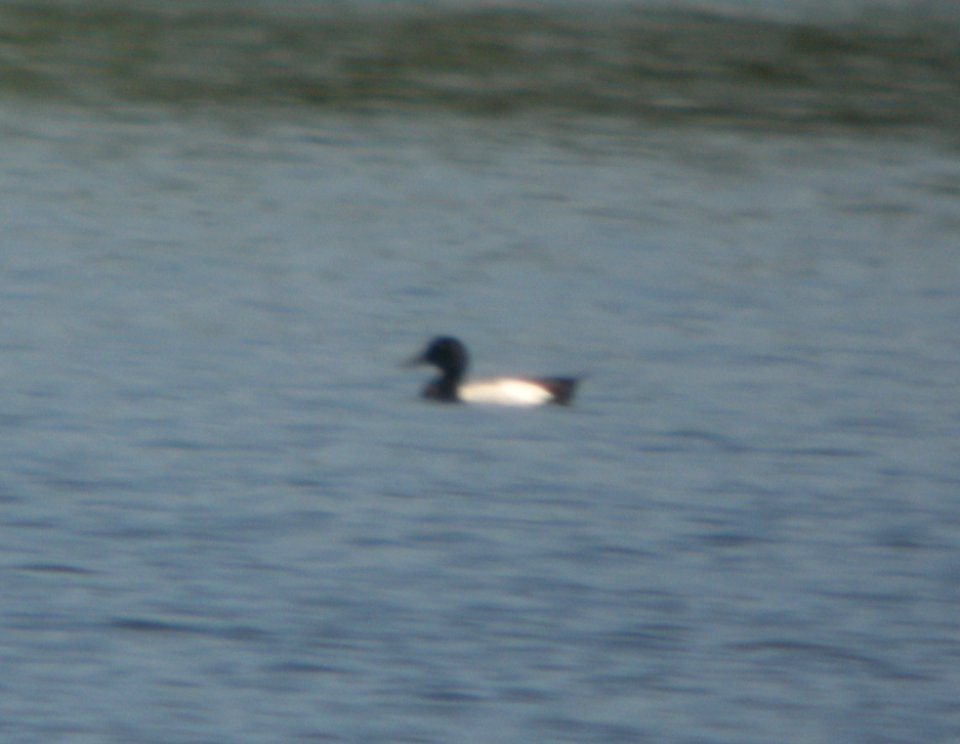 DSCN6996 c Greater Scaup Willow Slough FWA IN 5-22-2015