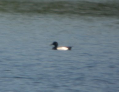 DSCN6996 c Greater Scaup Willow Slough FWA IN 5-22-2015