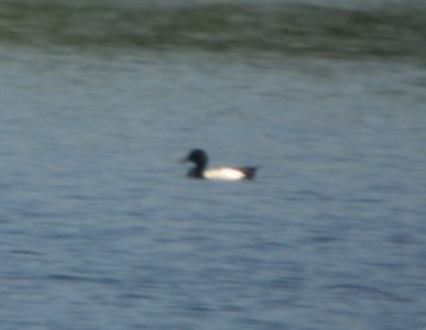 DSCN6996 c Greater Scaup Willow Slough FWA IN 5-22-2015 photo