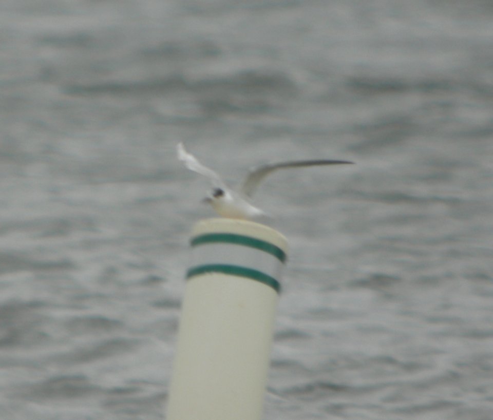 DSCN6690 c Forster's Tern Willow Slough FWA IN 5-12-2015
