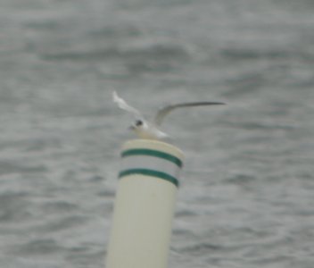 DSCN6690 c Forster's Tern Willow Slough FWA IN 5-12-2015 photo