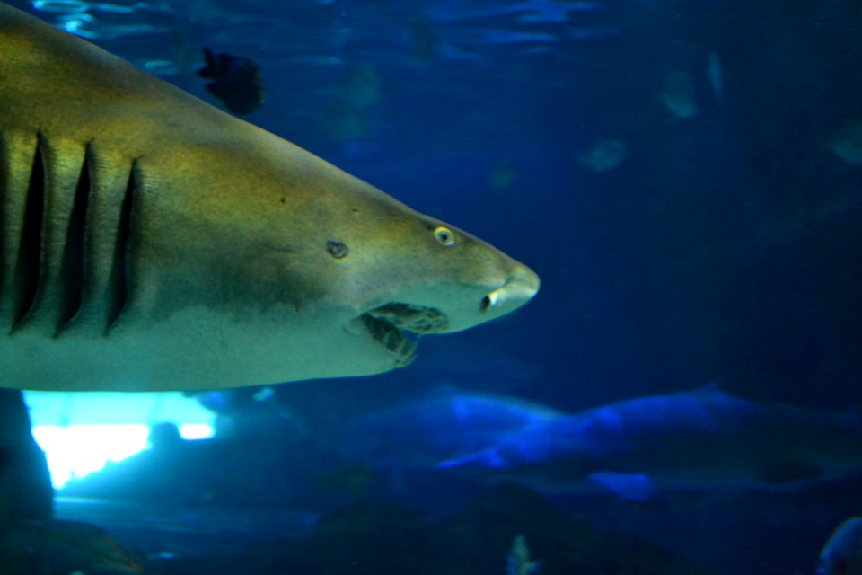 animal: sealife