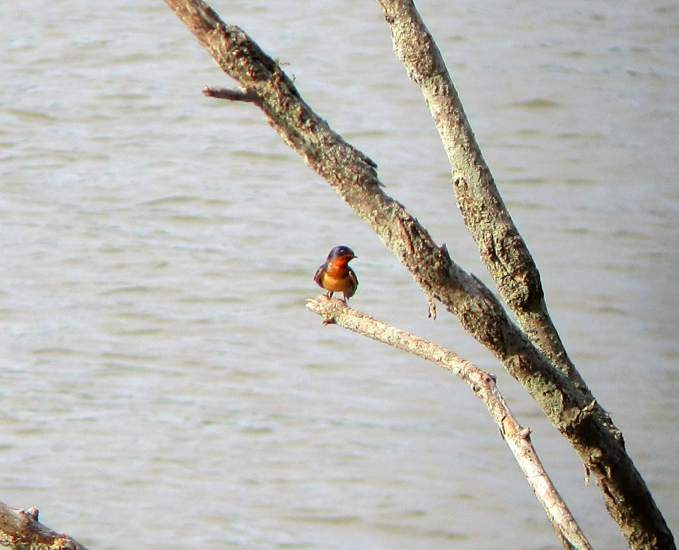 IMG 1594 c Barn Swallow Kankakee IL 5-29-2015