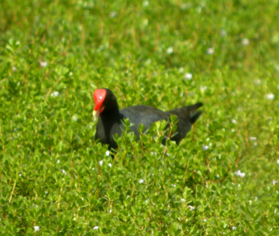 DSCN5872 c Common Gallinule (Hawaiian) Kahuku Aqua Ponds Honolulu Co HI 3-12-2015
