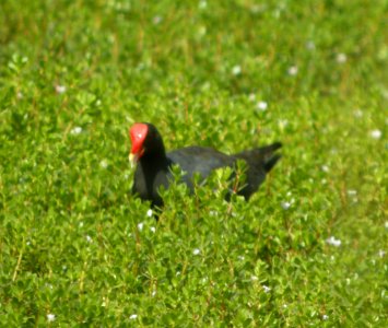 DSCN5872 c Common Gallinule (Hawaiian) Kahuku Aqua Ponds Honolulu Co HI 3-12-2015