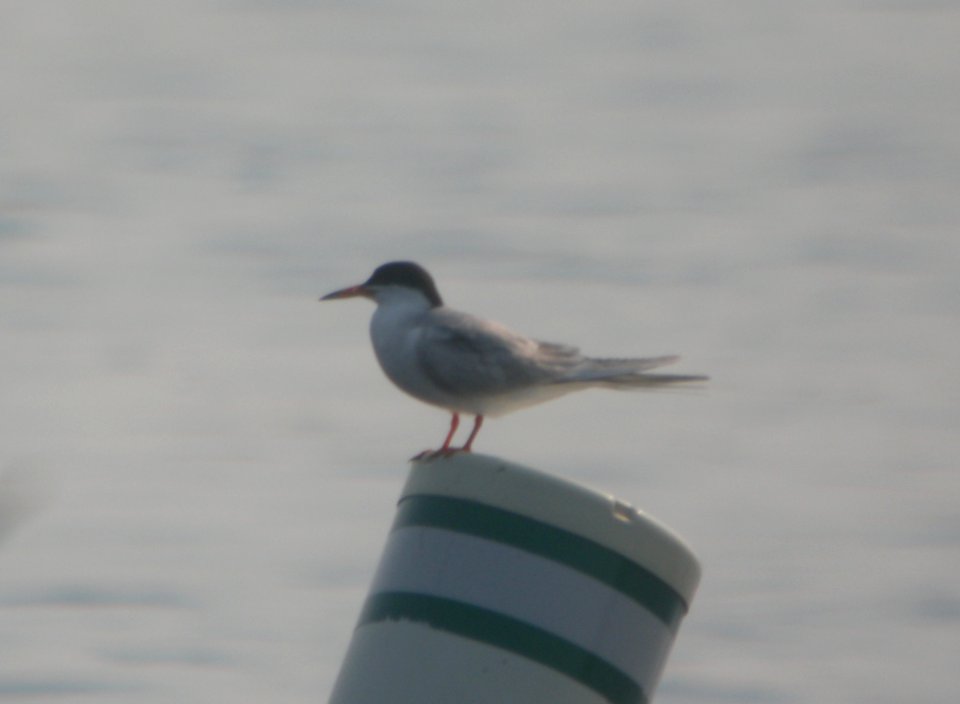 DSCN7401 c Forster's Tern Willow Slough FWA IN 6-30-2015