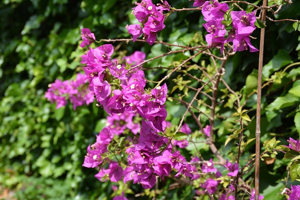 Flowers garden bougainvillea glabra