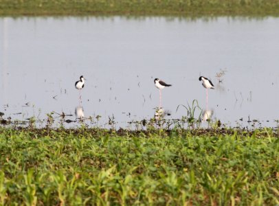 IMG 0425 c Black-necked Stilt Whispering Willows Bourbonnais IL 7-11-2015