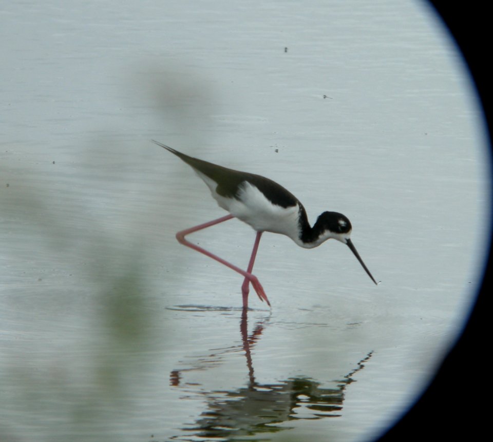 DSCN5833 c Black-necked Stilt Kahuku Aqua Ponds Honolulu Co HI 3-12-2015
