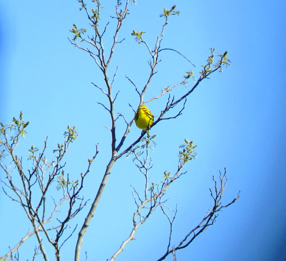 IMG 1519 c Prairie Warbler Mazonia Lakes Kankakee Co IL 5-13-2015