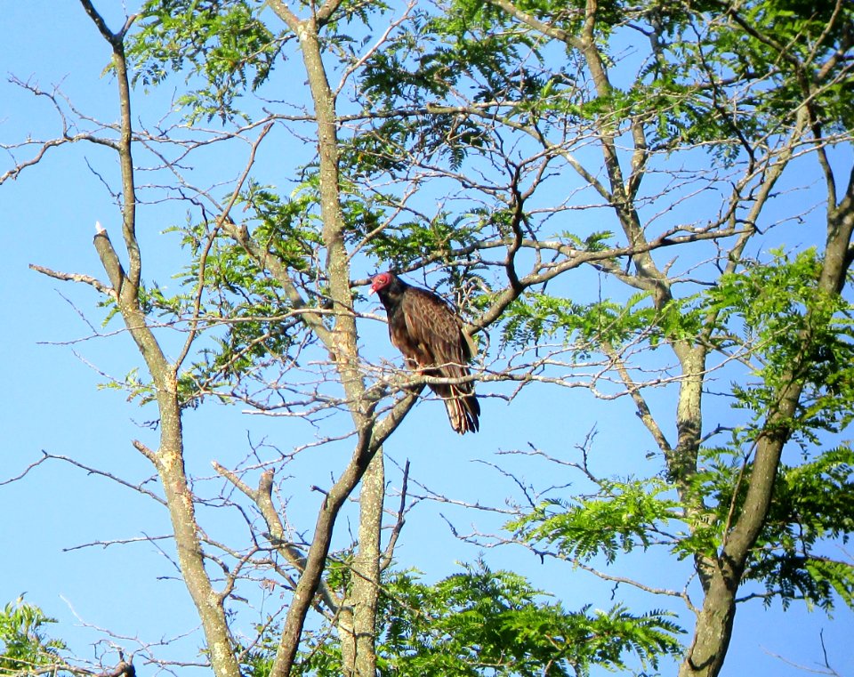 IMG 1613 c Turkey Vulture Kankakee River SP (Kankakee Co) IL 6-2-2015