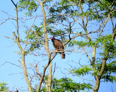 IMG 1613 c Turkey Vulture Kankakee River SP (Kankakee Co) IL 6-2-2015