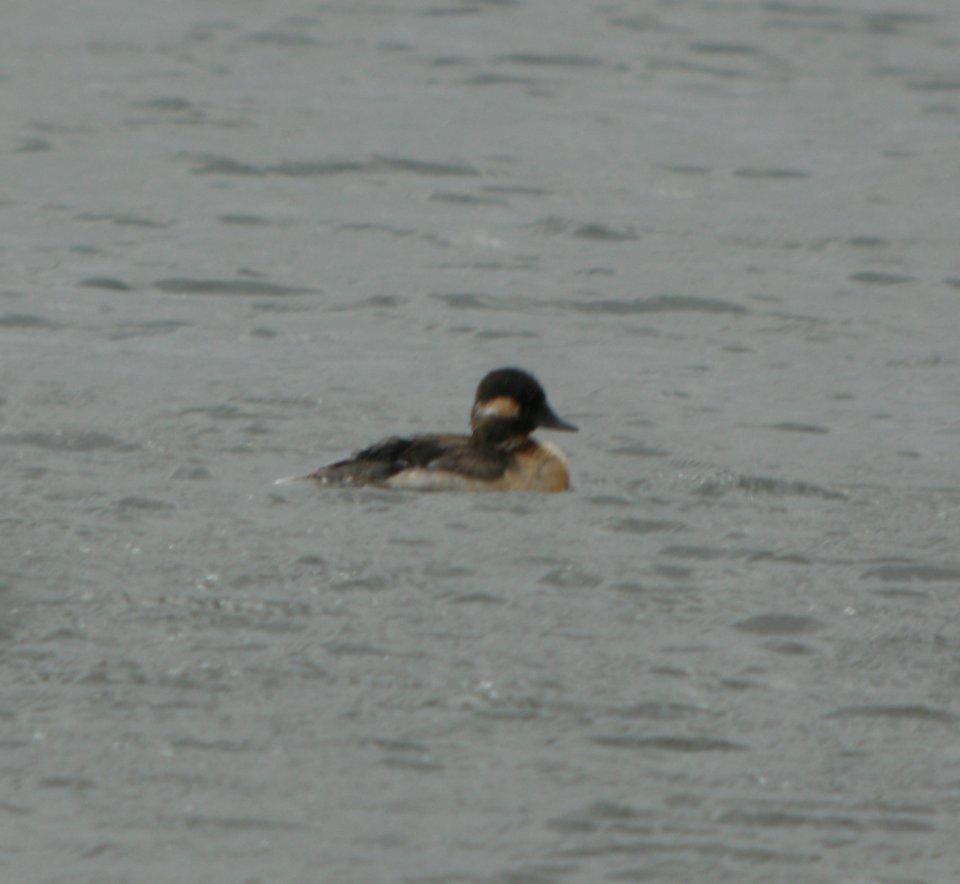 DSCN6654 c Bufflehead Willow Slough FWA IN 5-12-2015