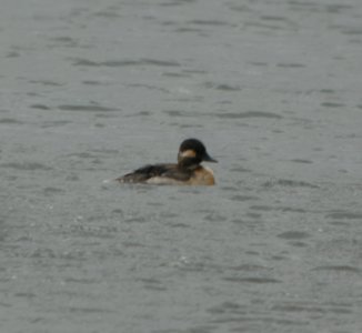 DSCN6654 c Bufflehead Willow Slough FWA IN 5-12-2015