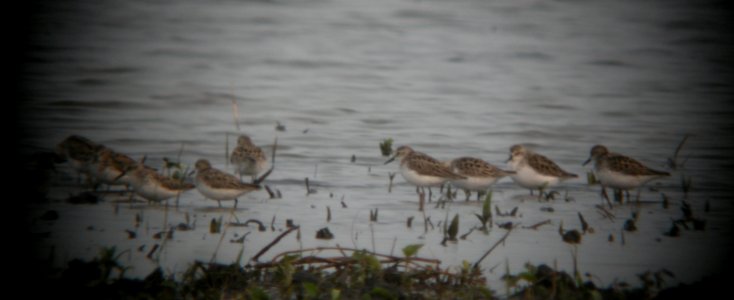 DSCN7219 c Semipalmated Sandpiper Bourbonnais IL 6-9-201